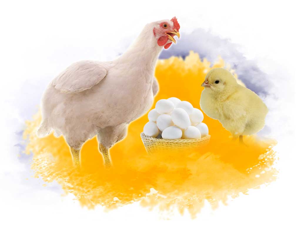 Bionex More EGGS
